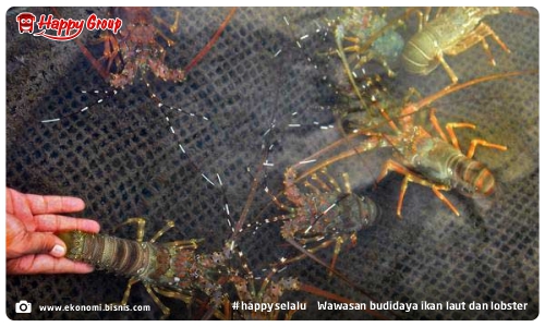 Makassar - Menambah wawasan budidaya ikan laut dan lobster